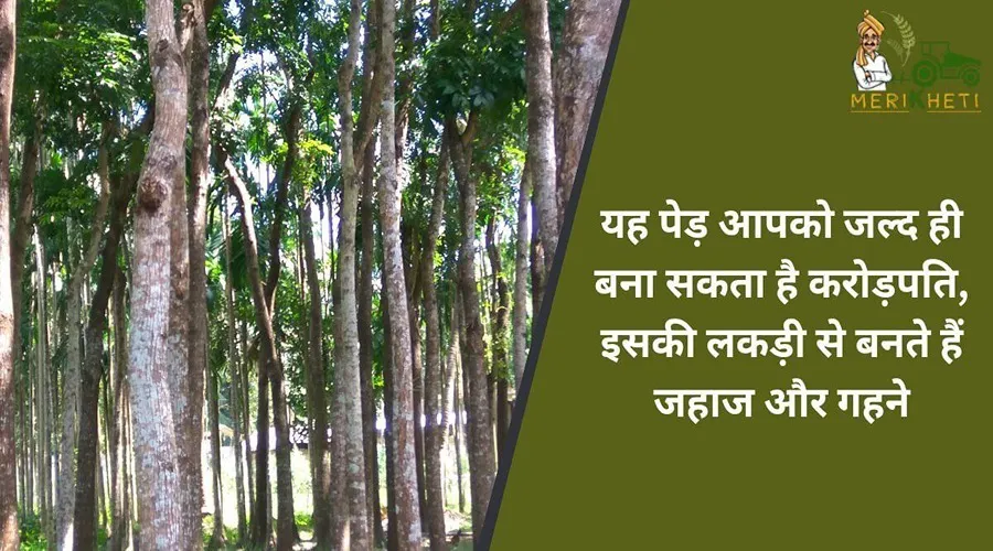 यह पेड़ आपको जल्द ही बना सकता है करोड़पति, इसकी लकड़ी से बनते हैं जहाज और गहने