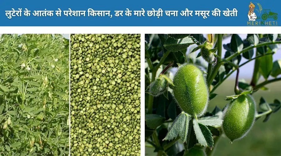 लुटेरों के आतंक से परेशान किसान, डर के मारे छोड़ी चना और मसूर की खेती