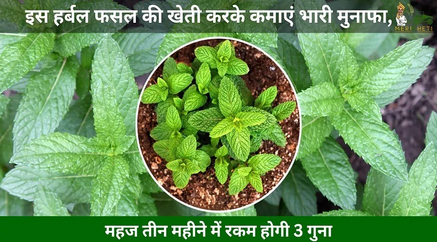 इस हर्बल फसल की खेती करके कमाएं भारी मुनाफा, महज तीन महीने में रकम होगी 3 गुना