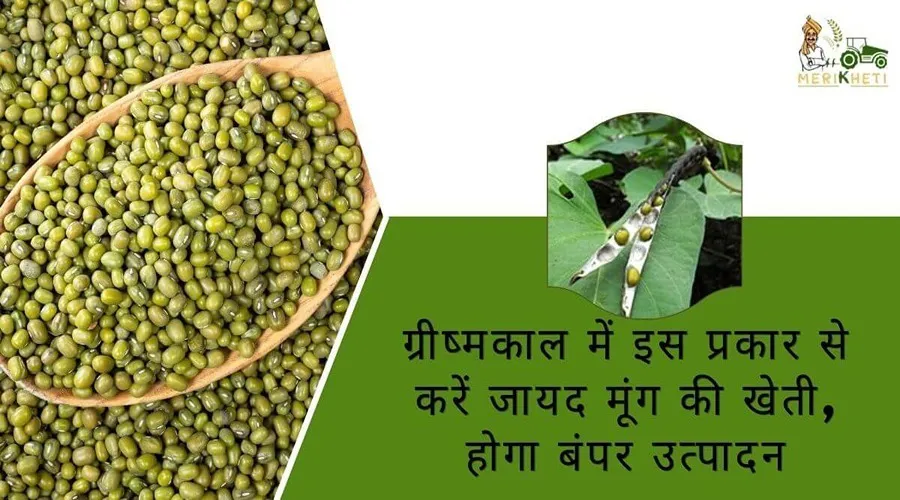 ग्रीष्मकाल में इस प्रकार से करें जायद मूंग की खेती, होगा बंपर उत्पादन