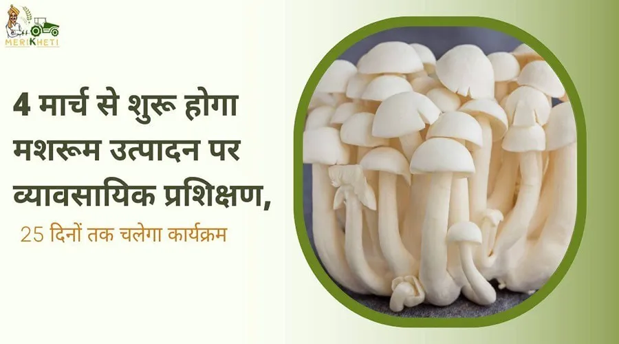 4 मार्च से शुरू होगा मशरूम उत्पादन पर व्यावसायिक प्रशिक्षण, 25 दिनों तक चलेगा कार्यक्रम