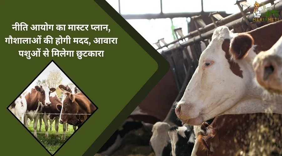 नीति आयोग का मास्टर प्लान, गौशालाओं की होगी मदद, आवारा पशुओं से मिलेगा छुटकारा
