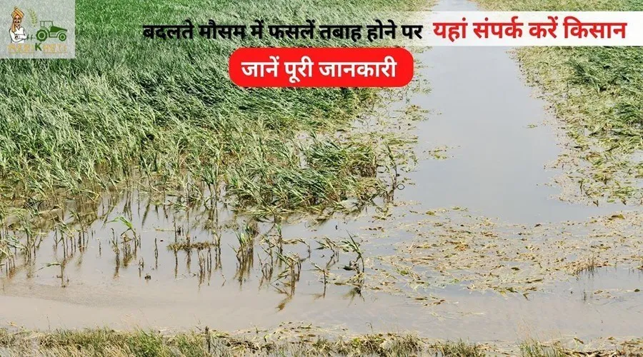 बदलते मौसम में फसलें तबाह होने पर यहां संपर्क करें किसान
