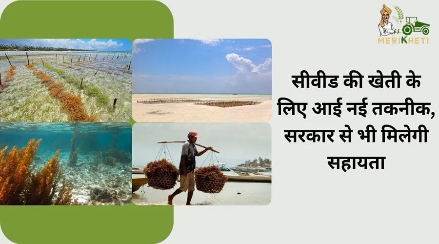सीवीड की खेती के लिए आई नई तकनीक, सरकार से भी मिलेगी सहायता