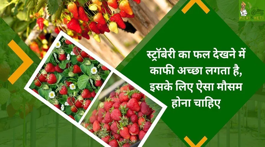 स्ट्रॉबेरी का फल देखने में काफी अच्छा लगता है, इसके लिए एैसा मौसम होना चाहिए