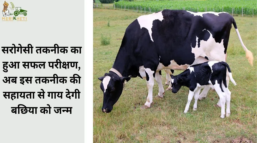 सरोगेसी तकनीक का हुआ सफल परीक्षण, अब इस तकनीक की सहायता से गाय देगी बछिया को जन्म