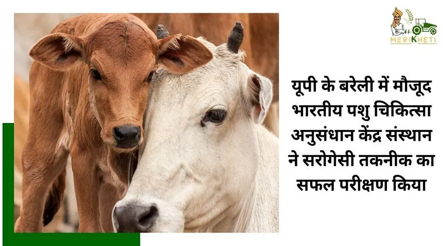 यूपी के बरेली में मौजूद भारतीय पशु चिकित्सा अनुसंधान केंद्र संस्थान ने सरोगेसी तकनीक का सफल परीक्षण किया