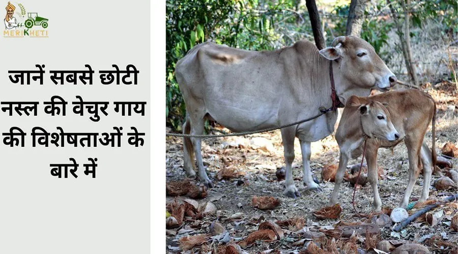 जानें सबसे छोटी नस्ल की वेचुर गाय की विशेषताओं के बारे में
