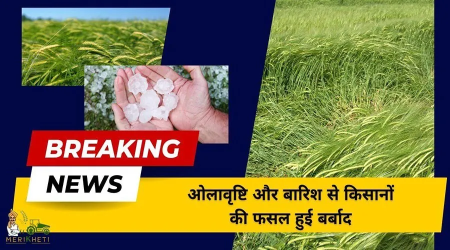 ओलावृष्टि और बारिश से किसानों की फसल हुई बर्बाद