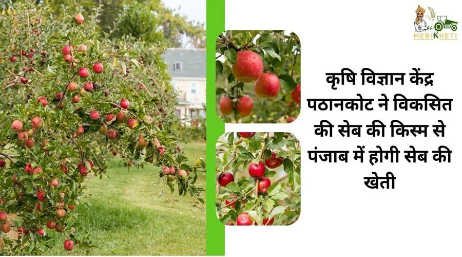 कृषि विज्ञान केंद्र पठानकोट द्वारा विकसित सेब की किस्म से पंजाब में होगी सेब की खेती