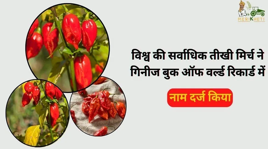 विश्व की सर्वाधिक तीखी मिर्च ने गिनीज बुक ऑफ वर्ल्ड रिकार्ड में नाम दर्ज किया