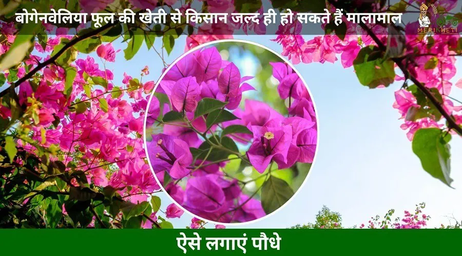 बोगेनवेलिया फूल की खेती से किसान जल्द ही हो सकते हैं मालामाल, ऐसे लगाएं पौधे