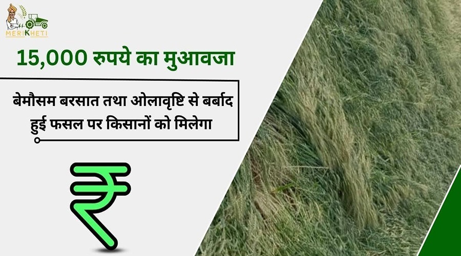 बेमौसम बरसात तथा ओलावृष्टि से बर्बाद हुई फसल पर किसानों को मिलेगा 15,000 रुपये का मुआवजा