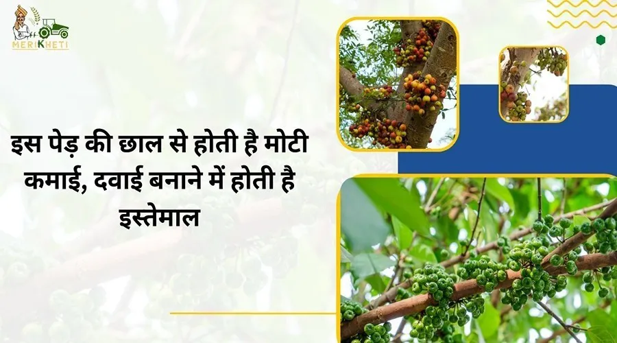 इस पेड़ की छाल से होती है मोटी कमाई, दवाई बनाने में होती है इस्तेमाल