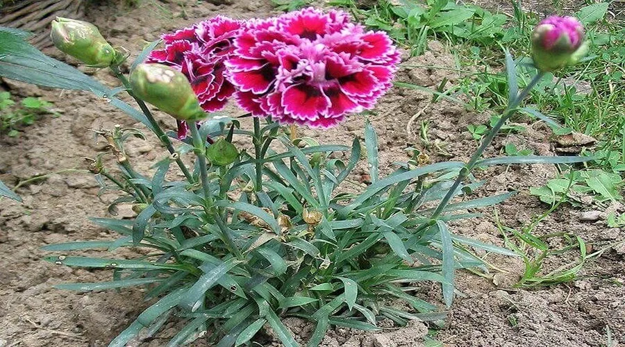 अद्भुत खूबियों वाले गुलनार फूल की खेती से किसान हो रहे मालामाल