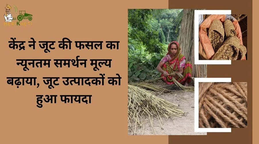 केंद्र ने जूट की फसल का न्यूनतम समर्थन मूल्य बढ़ाया, जूट उत्पादकों को हुआ फायदा