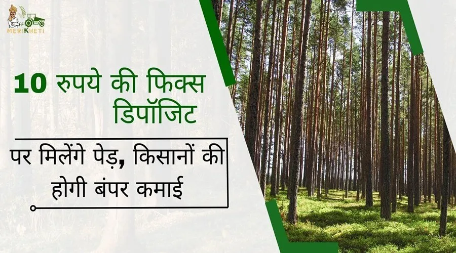 10 रुपये की फिक्स डिपॉजिट पर मिलेंगे पेड़, किसानों की होगी बंपर कमाई