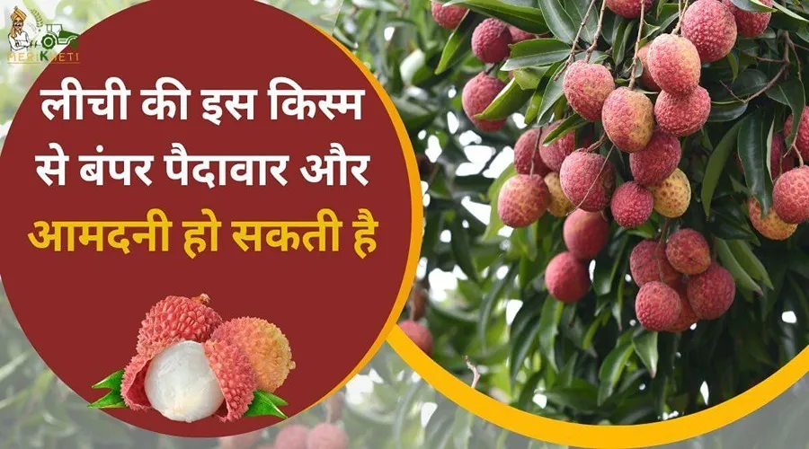 लीची की इस किस्म से बंपर पैदावार और आमदनी हो सकती है