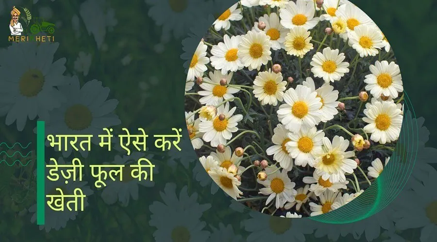 भारत में ऐसे करें डेज़ी फूल की खेती