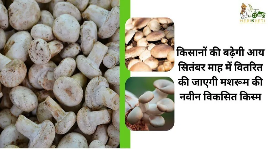 किसानों की बढ़ेगी आय सितंबर माह में वितरित की जाएगी मशरूम की नवीन विकसित किस्म