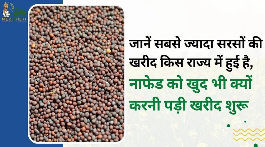 जानें सबसे ज्यादा सरसों की खरीद किस राज्य में हुई है, नाफेड को खुद भी क्यों करनी पड़ी खरीद शुरू
