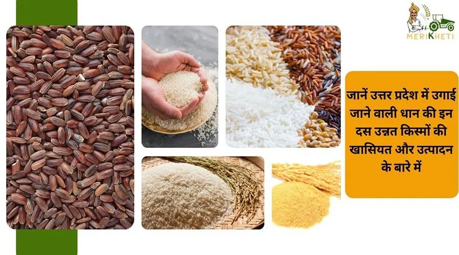 जानें उत्तर प्रदेश में उगाई जाने वाली धान की इन दस उन्नत किस्मों की खासियत और उत्पादन के बारे में