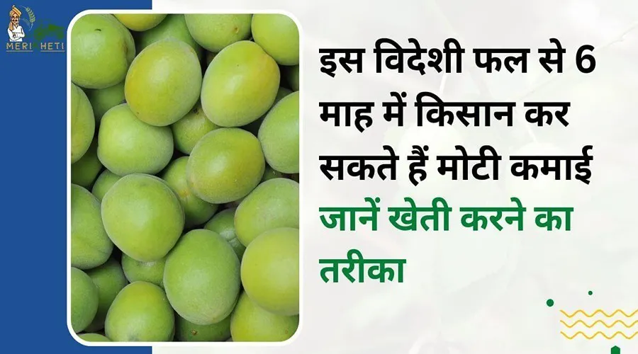 इस विदेशी फल से 6 माह में किसान कर सकते हैं मोटी कमाई, जानें खेती करने का तरीका