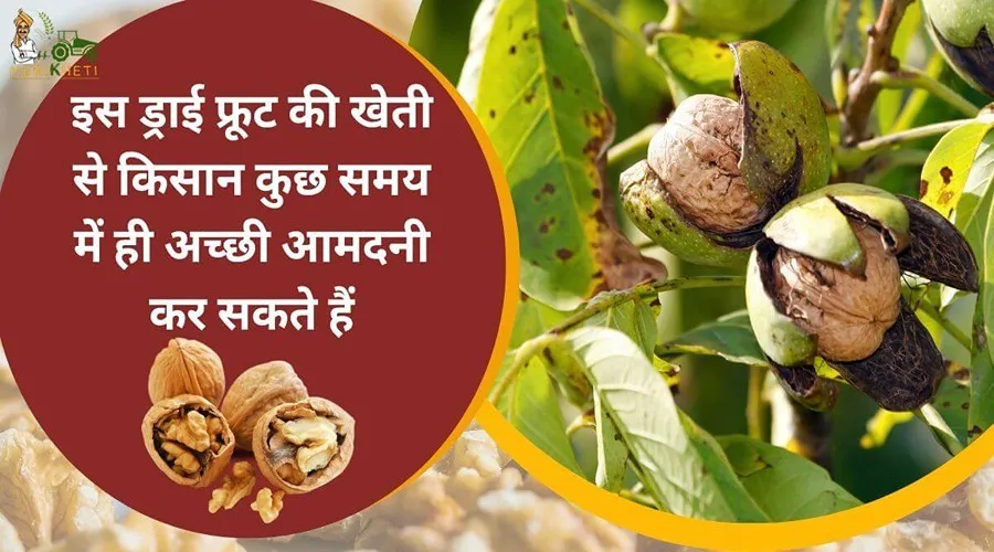 इस ड्राई फ्रूट की खेती से किसान कुछ समय में ही अच्छी आमदनी कर सकते हैं