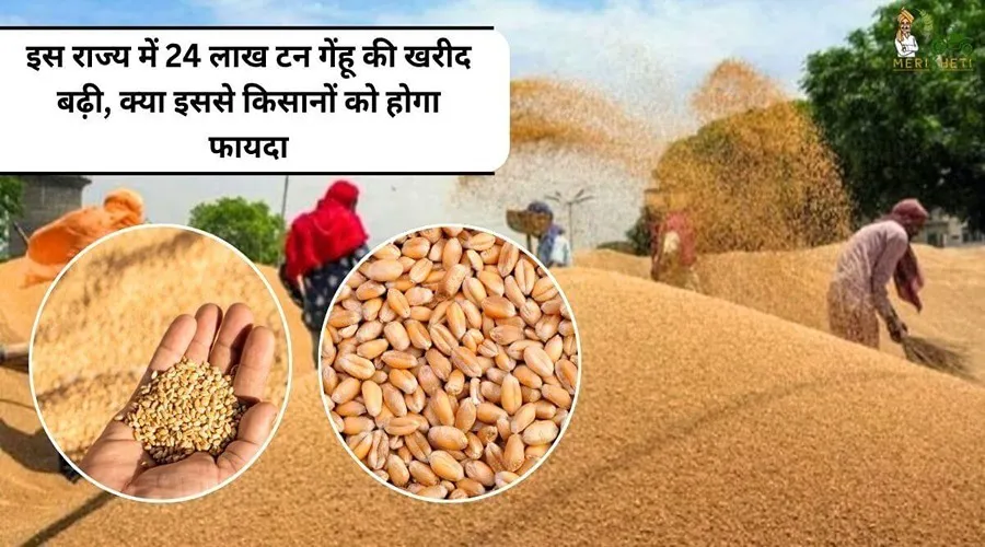 इस राज्य में 24 लाख टन गेहूं की खरीद बढ़ी, क्या इससे किसानों को होगा फायदा