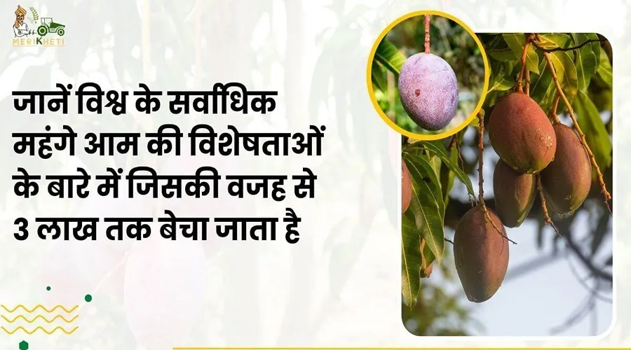 जानें विश्व के सर्वाधिक महंगे आम की विशेषताओं के बारे में जिसकी वजह से 3 लाख तक बेचा जाता है