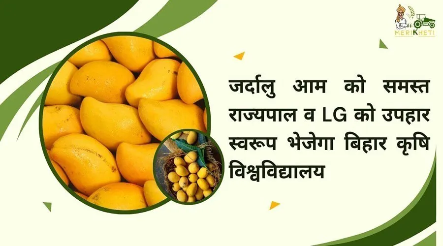 जर्दालु आम को समस्त राज्यपाल व LG को उपहार स्वरूप भेजेगा बिहार कृषि विश्वविद्यालय