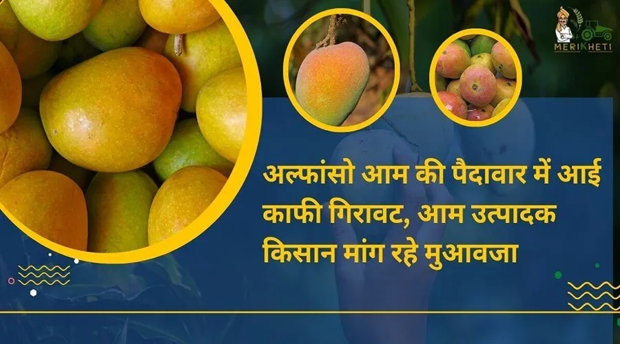अल्फांसो आम की पैदावार में आई काफी गिरावट, आम उत्पादक किसान मांग रहे मुआवजा