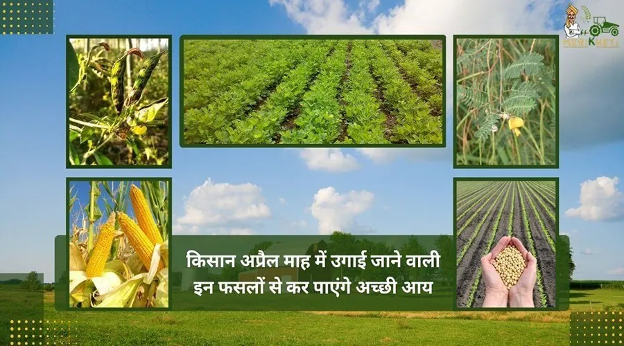 किसान अप्रैल माह में उगाई जाने वाली इन फसलों से कर पाएंगे अच्छी आय