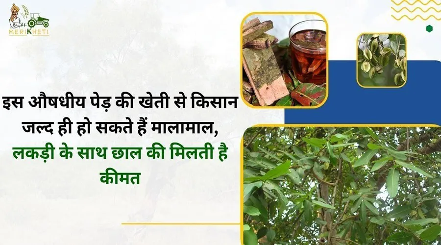 इस औषधीय पेड़ की खेती से किसान जल्द ही हो सकते हैं मालामाल, लकड़ी के साथ छाल की मिलती है कीमत