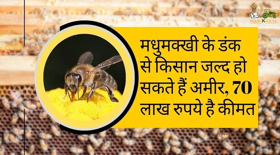 मधुमक्खी के डंक से किसान जल्द हो सकते हैं अमीर, 70 लाख रुपये है कीमत