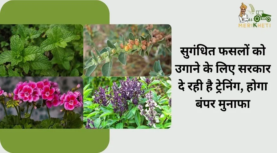 सुगंधित फसलों को उगाने के लिए सरकार दे रही है ट्रेनिंग, होगा बंपर मुनाफा