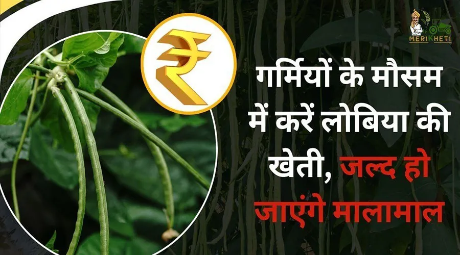गर्मियों के मौसम में करें लोबिया की खेती, जल्द हो जाएंगे मालामाल