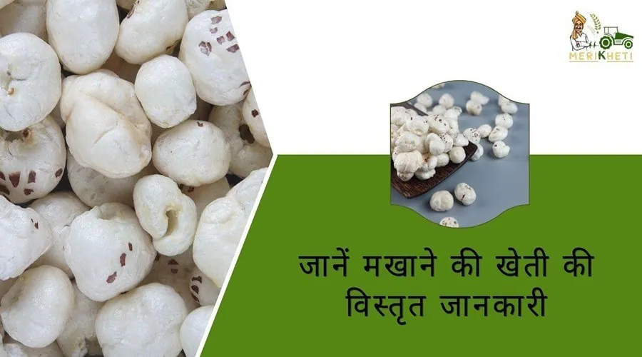 जानें मखाने की खेती की विस्तृत जानकारी