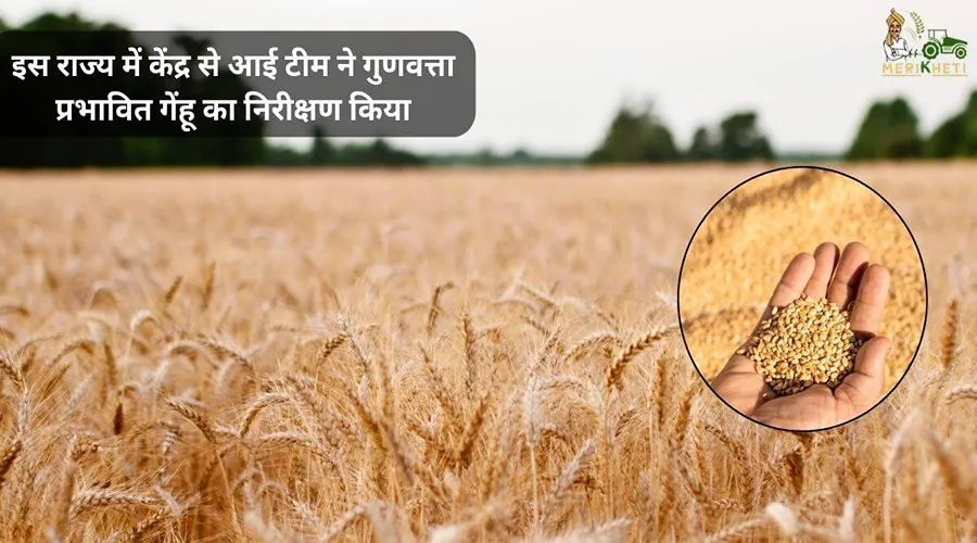 इस राज्य में केंद्र से आई टीम ने गुणवत्ता प्रभावित गेंहू का निरीक्षण किया