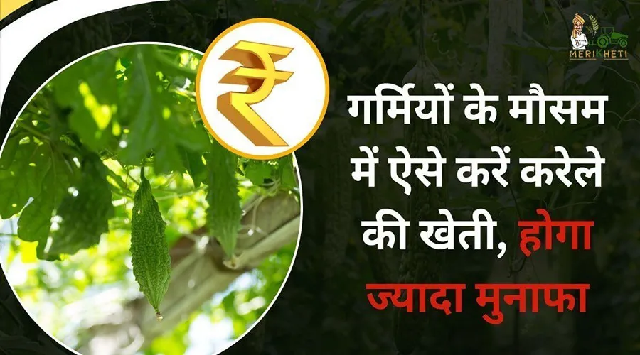 गर्मियों के मौसम में ऐसे करें करेले की खेती, होगा ज्यादा मुनाफा