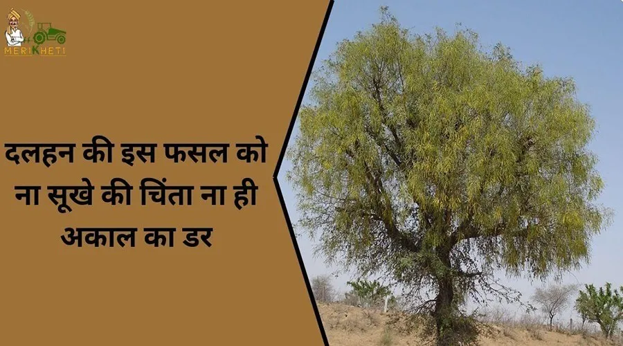 दलहन की इस फसल को ना सूखे की चिंता ना ही अकाल का डर