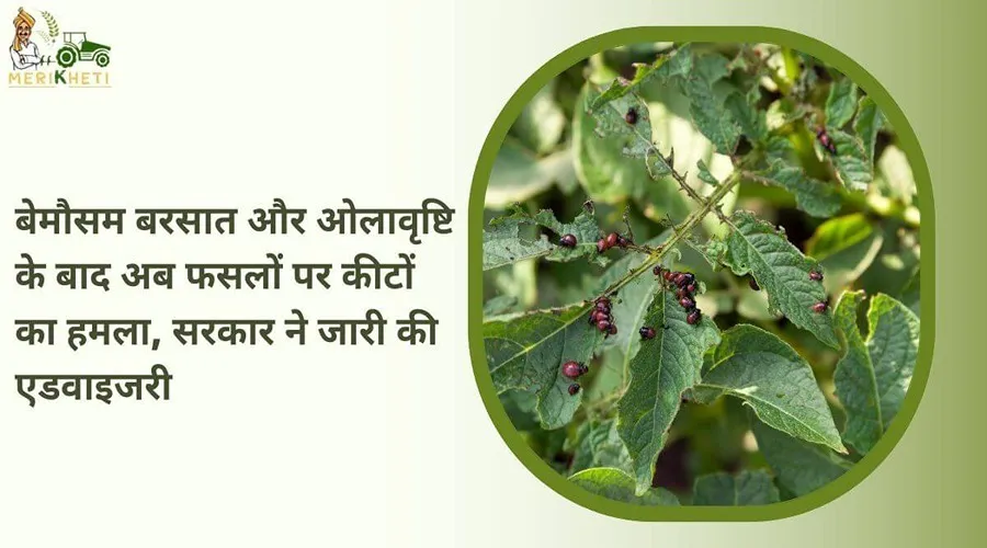 बेमौसम बरसात और ओलावृष्टि के बाद अब फसलों पर कीटों का हमला, सरकार ने जारी की एडवाइजरी