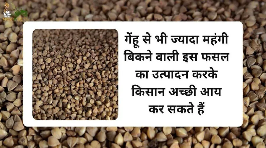 गेंहू से भी ज्यादा महंगी बिकने वाली इस फसल का उत्पादन करके किसान अच्छी आय कर सकते हैं