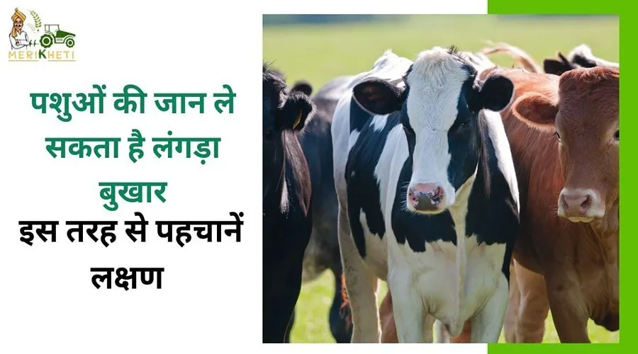 पशुओं की जान ले सकता है लंगड़ा बुखार, इस तरह से पहचानें लक्षण