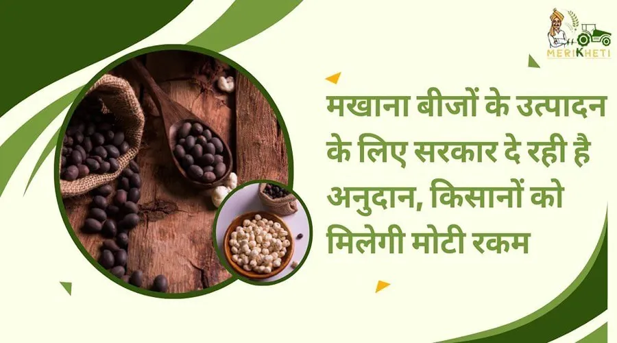 मखाना बीजों के उत्पादन के लिए सरकार दे रही है अनुदान, किसानों को मिलेगी मोटी रकम