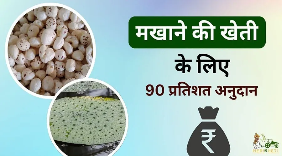 भारत के 90 प्रतिशत मखाना उत्पादक राज्य में मखाने की खेती के लिए अनुदान दिया जा रहा है