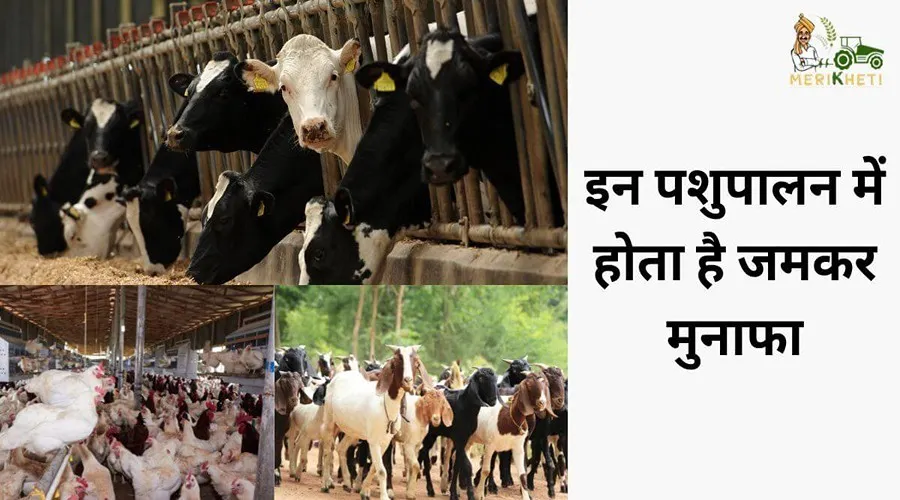 इन पशुपालन में होता है जमकर मुनाफा