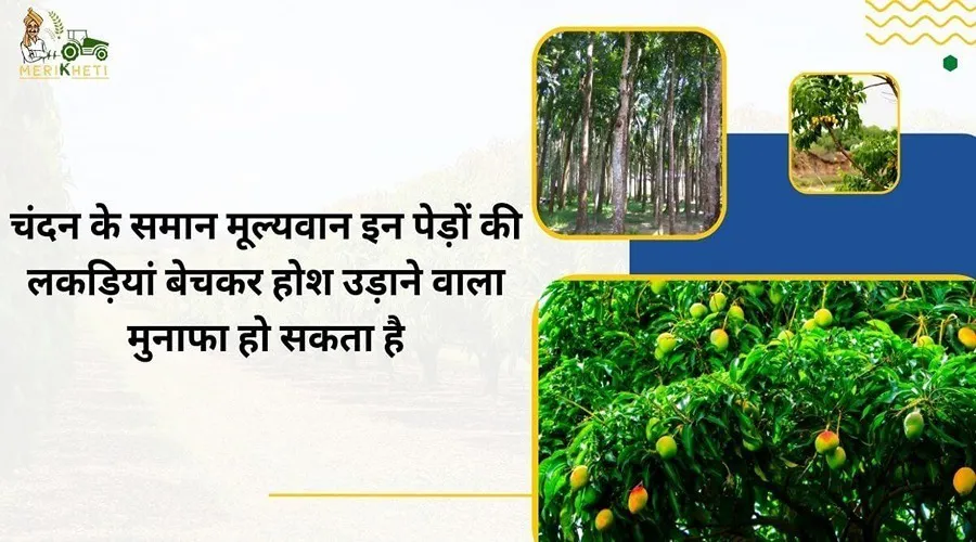 चंदन के समान मूल्यवान इन पेड़ों की लकड़ियां बेचकर होश उड़ाने वाला मुनाफा हो सकता है