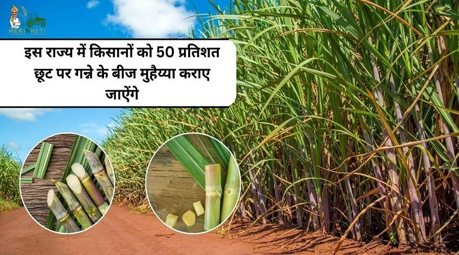 इस राज्य में किसानों को 50 प्रतिशत छूट पर गन्ने के बीज मुहैय्या कराए जाऐंगे