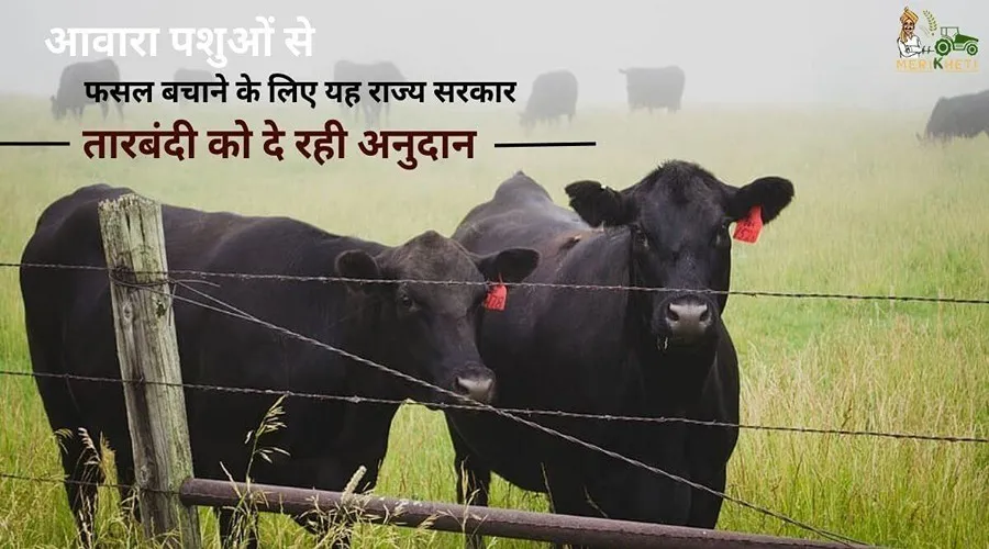 आवारा पशुओं से फसल बचाने के लिए यह राज्य सरकार तारबंदी को दे रही अनुदान